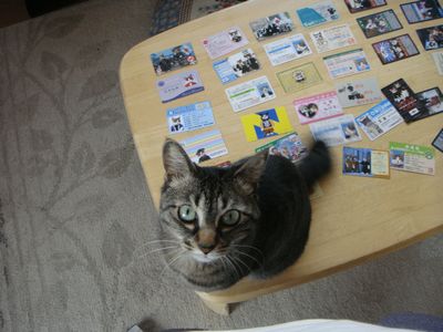 アメショな猫「ミミ」ちゃん