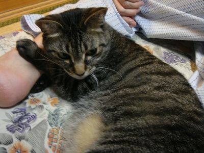 アメショな猫「ミミ」ちゃん