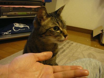 アメショな猫「ミミ」ちゃん