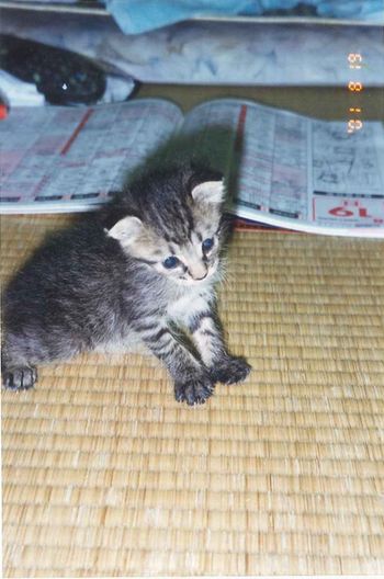 アメショな猫「ミミ」ちゃん