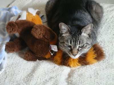 アメショな猫「ミミ」ちゃん
