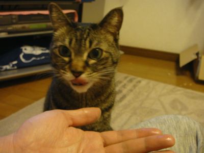 アメショな猫「ミミ」ちゃん