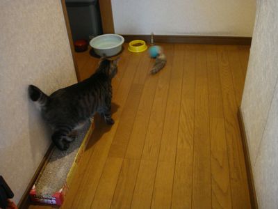 じゃれっこモーラー