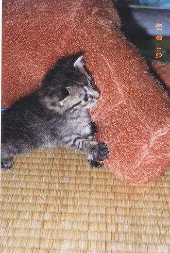 アメショな猫「ミミ」ちゃん