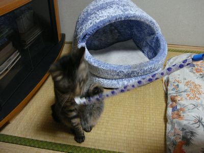 アメショな猫「ミミ」ちゃん