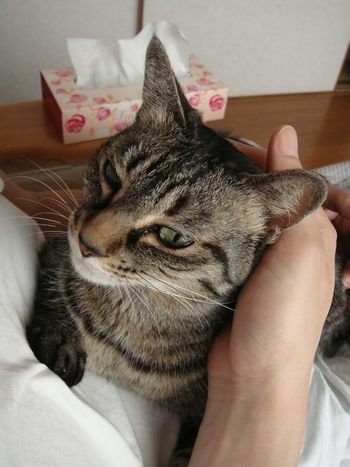 アメショな猫「ミミ」ちゃん