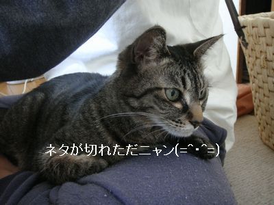 アメショな猫「ミミ」ちゃん