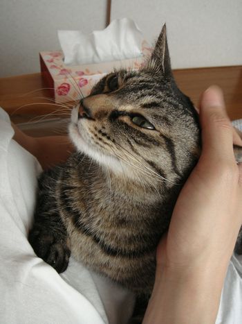 アメショな猫「ミミ」ちゃん