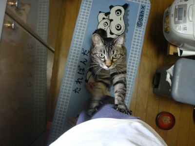 アメショな猫「ミミ」ちゃん