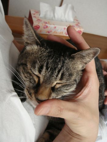 アメショな猫「ミミ」ちゃん