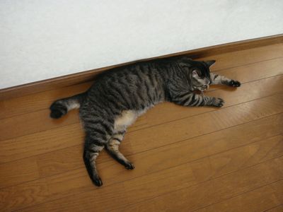 アメショな猫「ミミ」ちゃん