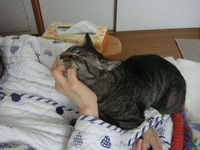 アメショな猫「ミミ」ちゃん