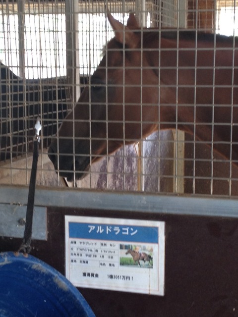 アルドラゴン