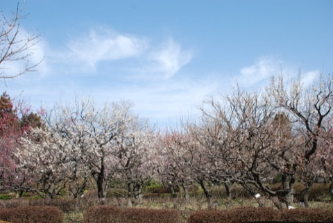 DSC_0116_20120323063129.jpg