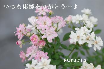 にほんブログ村 花ブログ バラ園芸へ