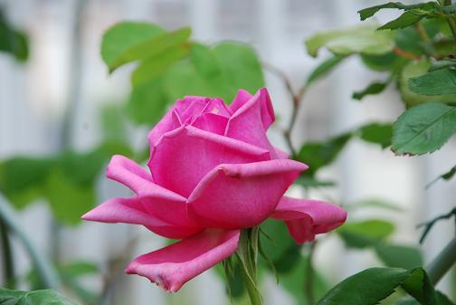 DSC_0072_20120518120228.jpg