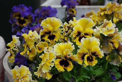 DSC_0004_20120330100403.jpg