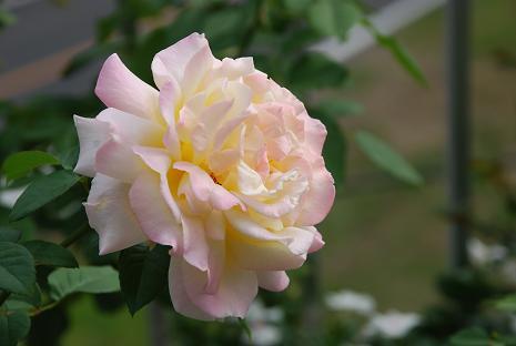 DSC_0032_20121022231608.jpg