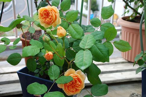 DSC_0011_20120520084003.jpg