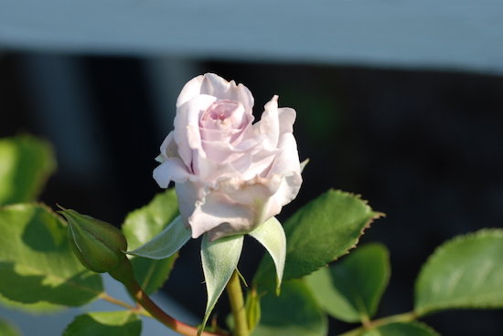 DSC_0010