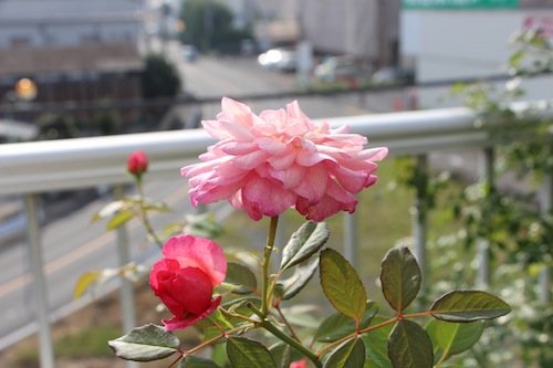 IMG_6967