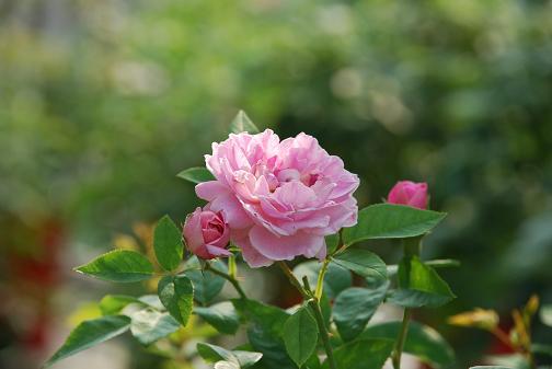 DSC_0034_20120727101821.jpg