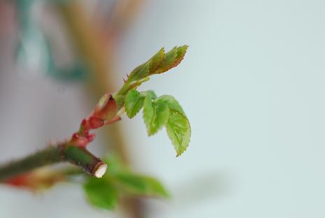 DSC_0210_20120310110024.jpg