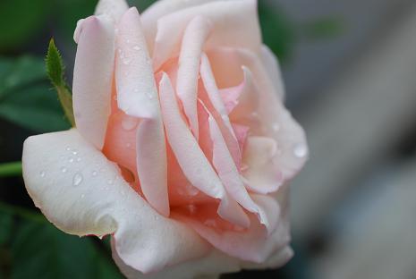 DSC_0293_20110729123633.jpg