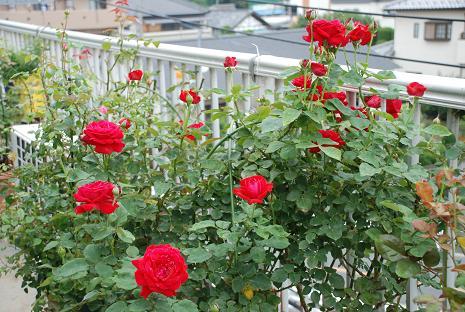 DSC_0130_20130624062655.jpg
