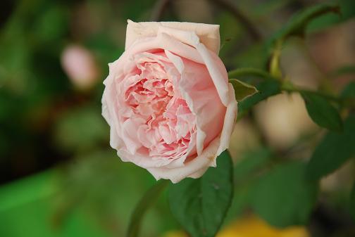 DSC_0016_20120727101650.jpg