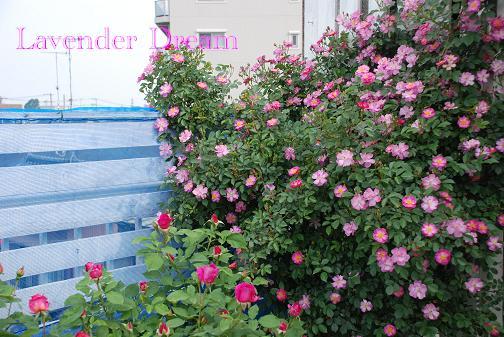 DSC_0041_20120520084621.jpg