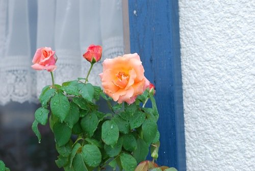 DSC_0011