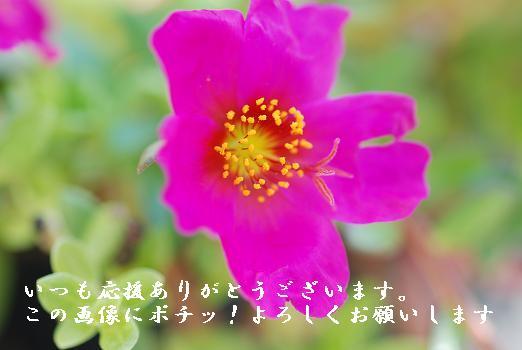 にほんブログ村 ライフスタイルブログ スローライフへ