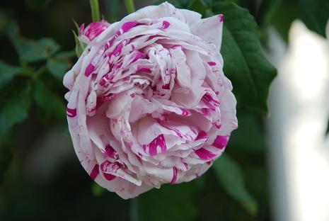 DSC_0072.jpg