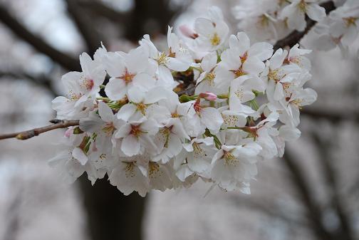 DSC_0177_20130330171853.jpg