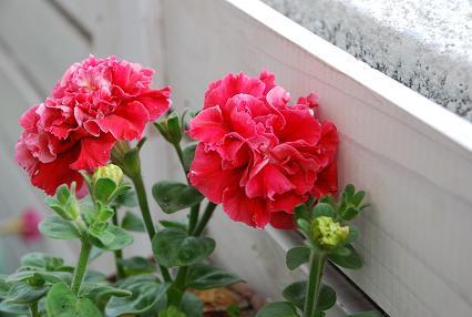 DSC_0026_20120403160005.jpg