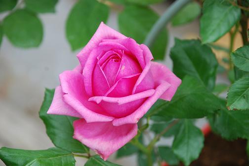 DSC_0069_20120518120229.jpg
