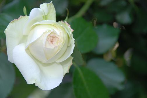 DSC_0100_20120520084621.jpg