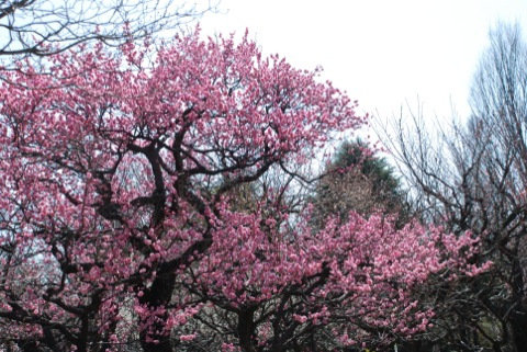 DSC_0109_20120323063507.jpg