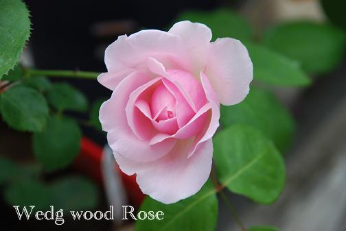 DSC_0013_20120520084002.jpg