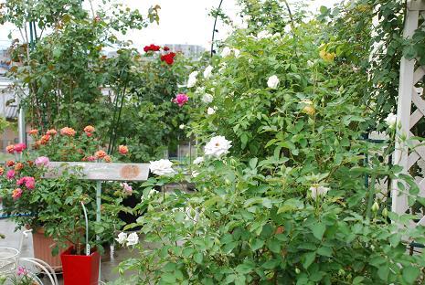 DSC_0342_20130701115717.jpg