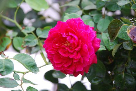 DSC_0054_20110923082340.jpg