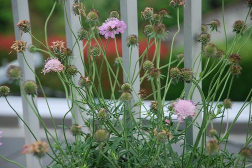 DSC_0012_20120619072830.jpg