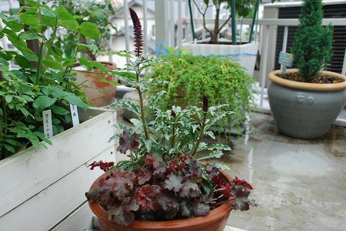 DSC_0002_20120619072832.jpg