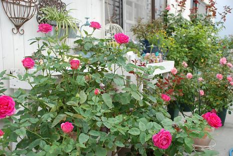 DSC_0136_20130624062651.jpg
