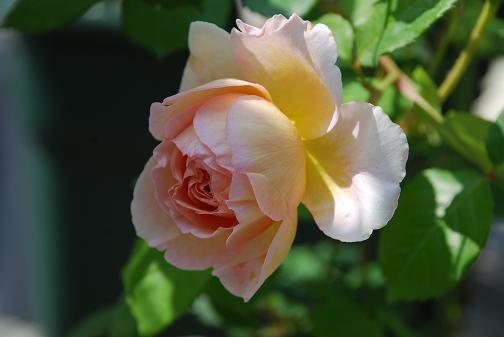 DSC_0007_20120527192252.jpg