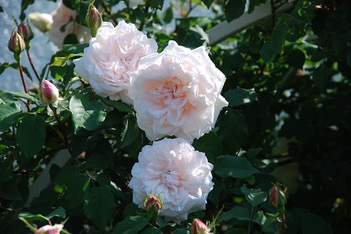 DSC_00051_20130428103541.jpg