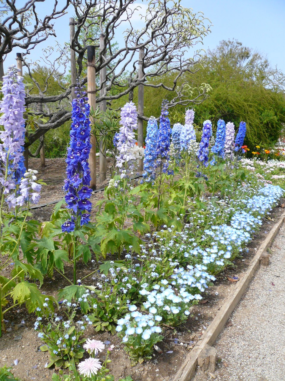 blueflowers