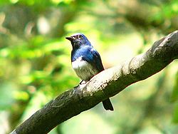 250px-Blue-and-white_Flycatcher