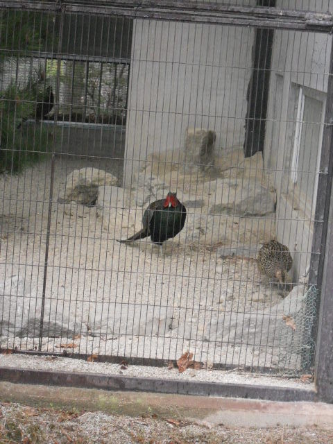 DSCN0630